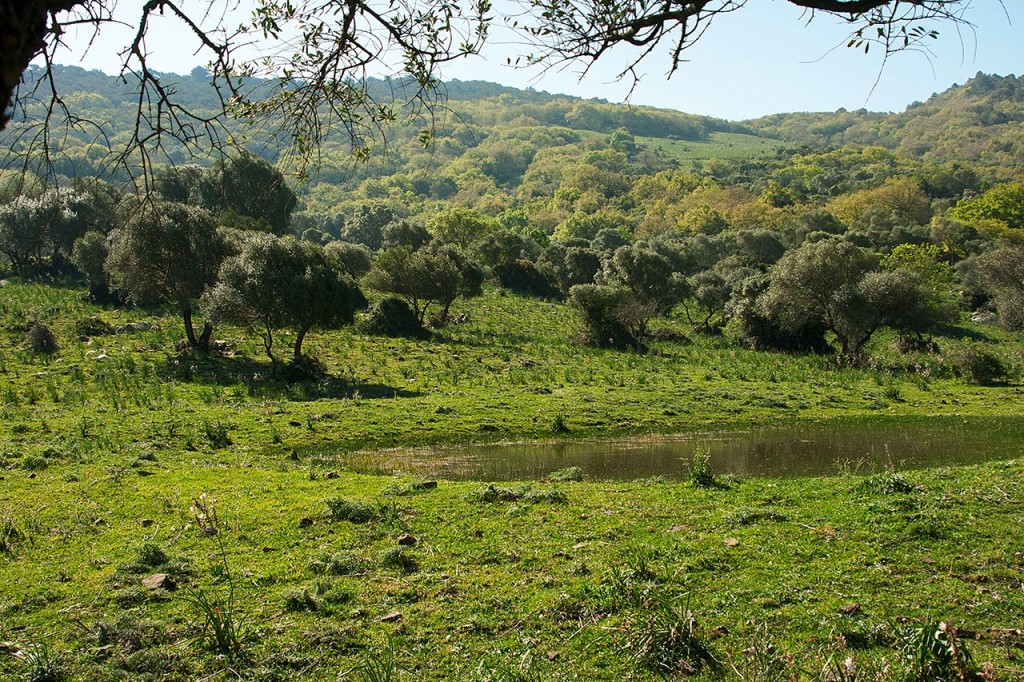 POA-1 ACEBUCHALES DE CÁDIZ: EL ORIGEN DEL OLIVAR