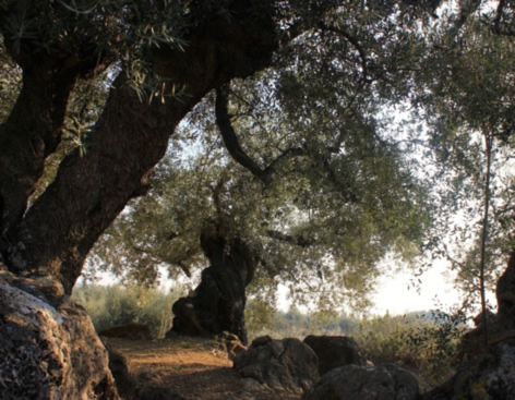 POA-2 OLIVARES VETUSTOS DE MÁLAGA: LOS PRIMEROS INJERTOS 1