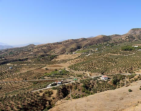 POA-2 OLIVARES VETUSTOS DE MÁLAGA: LOS PRIMEROS INJERTOS