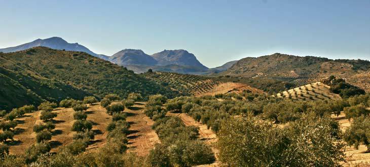 POA-4 SUBBÉTICA CORDOBESA: LAS EDADES DEL OLIVAR 1