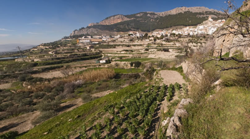 POA-5 OLIVARES DE MONTAÑA EN SIERRA MÁGINA: AGUA Y PIEDRA SECA 1