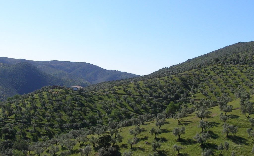 POA-9 DEL GUADALQUIVIR A SIERRA MORENA: CORTIJOS, CASERÍAS Y OLIVARES DE MONTAÑA 1