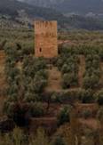 Cultivo de olivar   Torres-cortijo