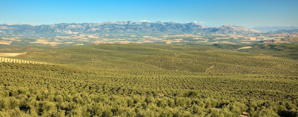El expediente de los Paisajes del Olivar supera la evaluación formal del Centro de Patrimonio Mundial. JPG de 1,1 MB